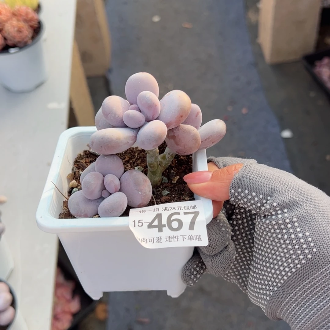 美*奶酪多肉多肉多肉多肉