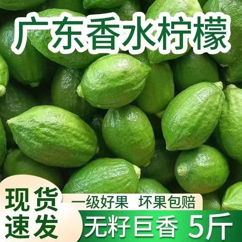 湛江无籽香水柠檬一级果新鲜采摘，爆香，美容，柠檬店专用