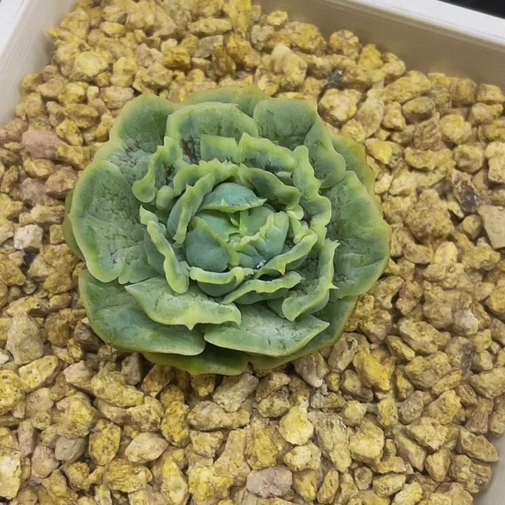 泡泡纱裙石化一物一拍
