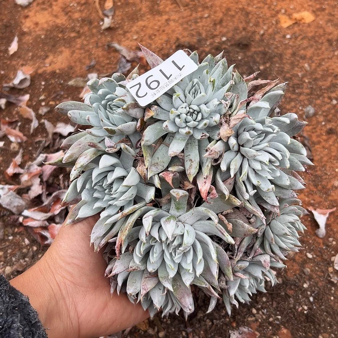 白衣圣徒仙女杯多肉。