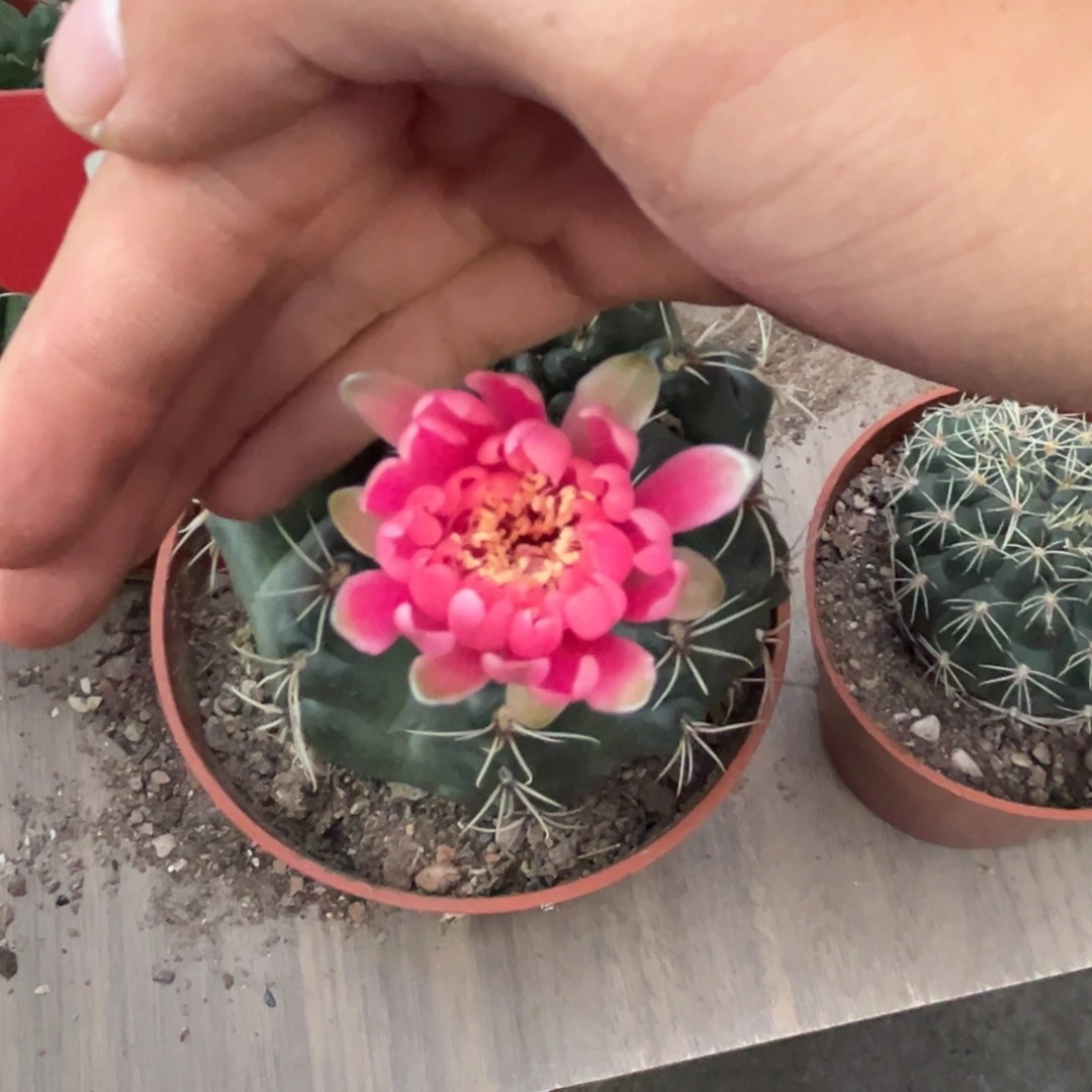 晓***光实生绯花玉仙人球1