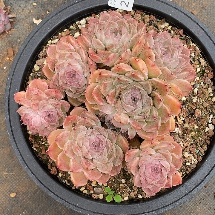 2770杂交老桩基地～15厘米