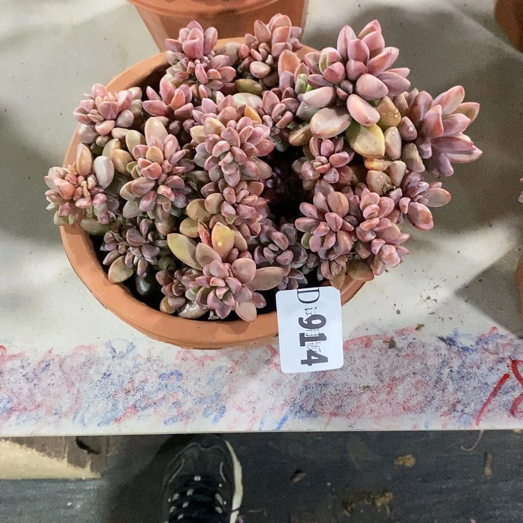 Y***辰914紫心多肉植物