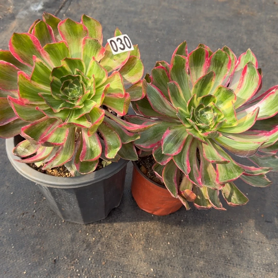 郭***芬030恶魔之眼两颗多肉