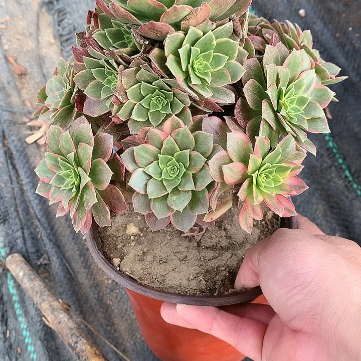 173万黄锦多肉植物