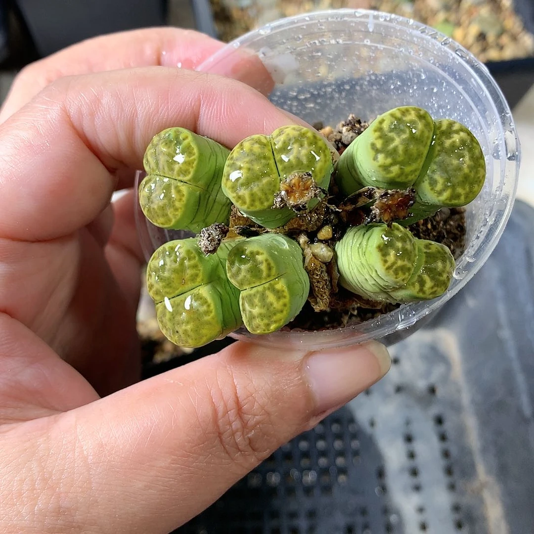 B186多肉植物保护研究所