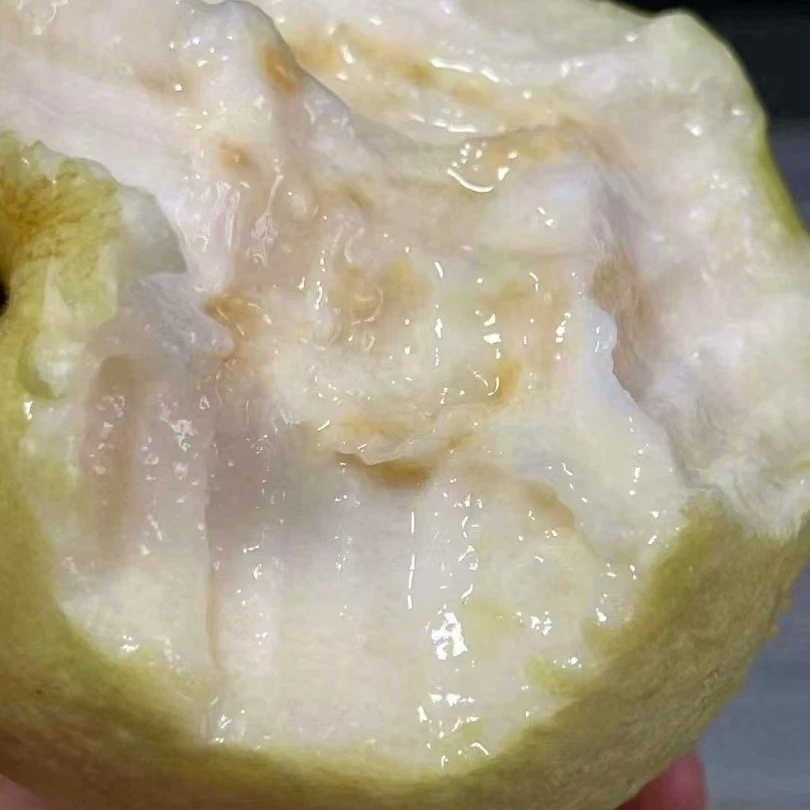 白心芭乐香甜软糯树上熟番石榴新鲜水果