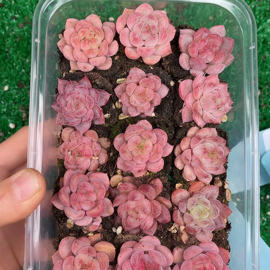 多肉一物一拍30-95