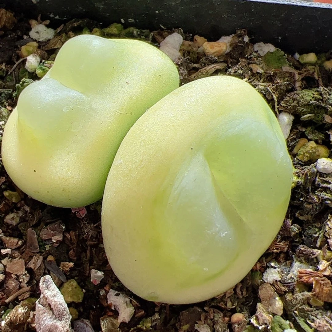 【闪购商品】双头拉登