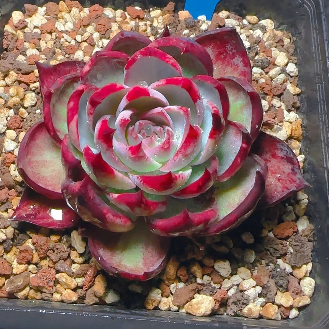 青**驻惊鸿仙子一物一拍673号