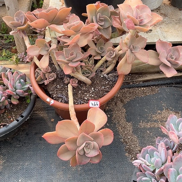 266贺氏 一物一拍多肉