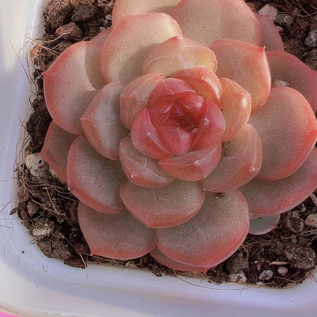 琴心单头19包邮多肉植物