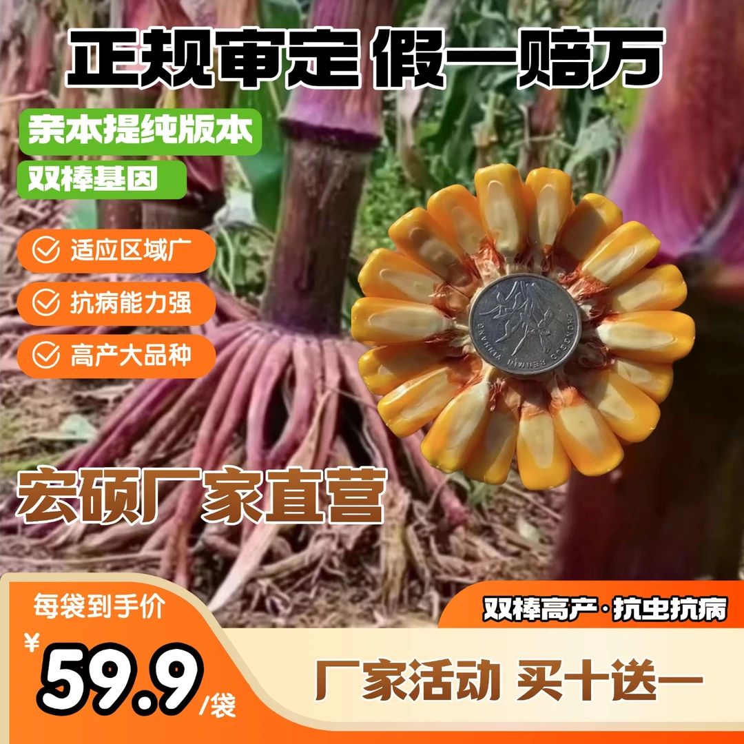 5宏硕大炮弹高产玉米新品种玉米种子买十送一