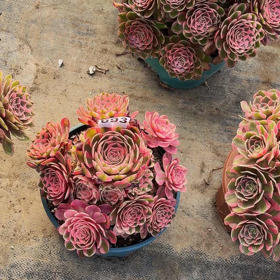 693倾城半木质桩多肉