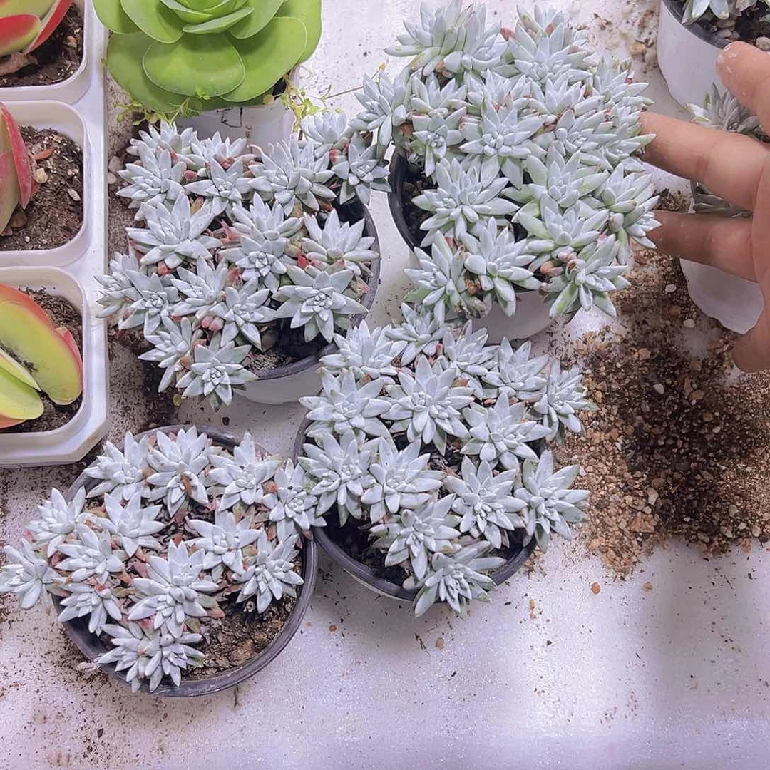 20到30头白菊19包邮