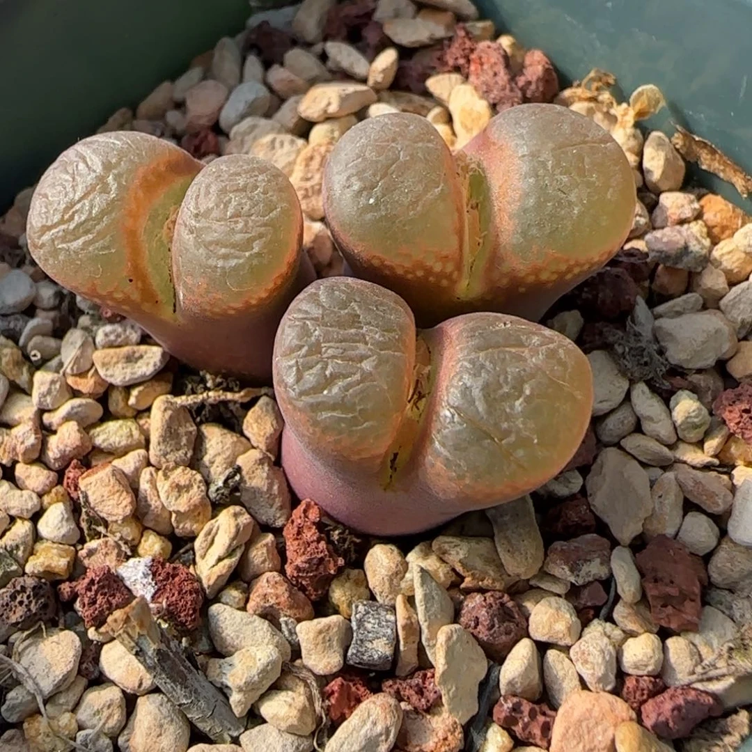 多肉植物大型红风131号