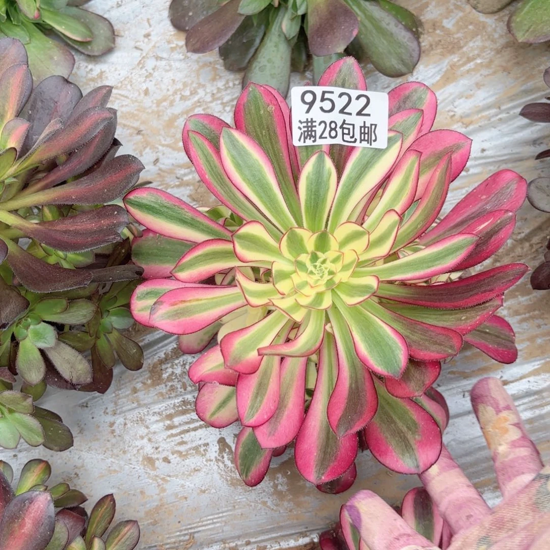 X. 9522。冰淇淋多肉