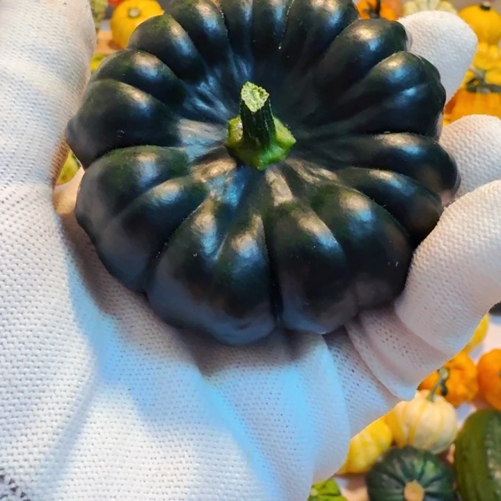 三**九墨西哥七彩葫芦青皮