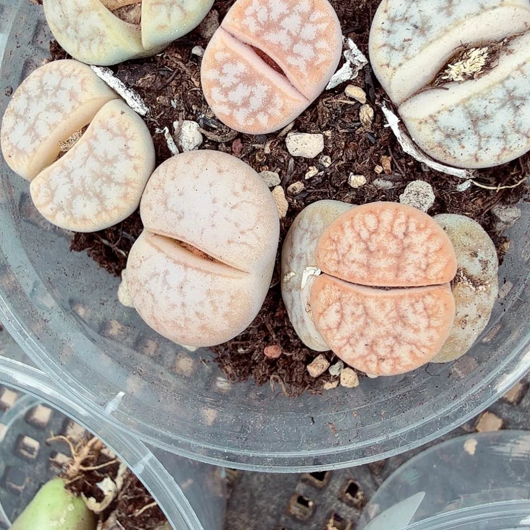 是一个充满生机盎然朝气勃勃179就
