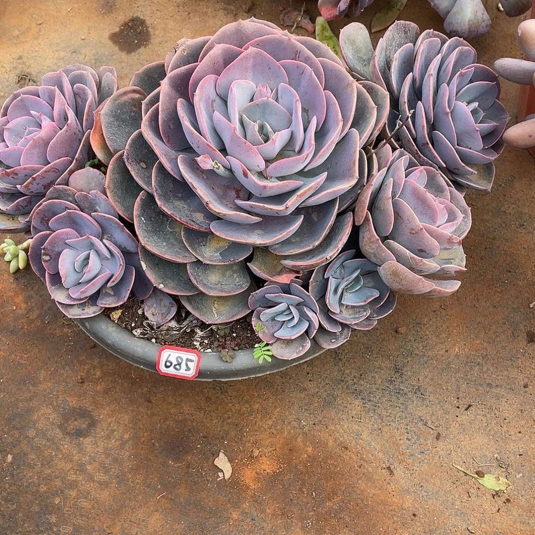 685尘埃玫瑰 一物一拍多肉