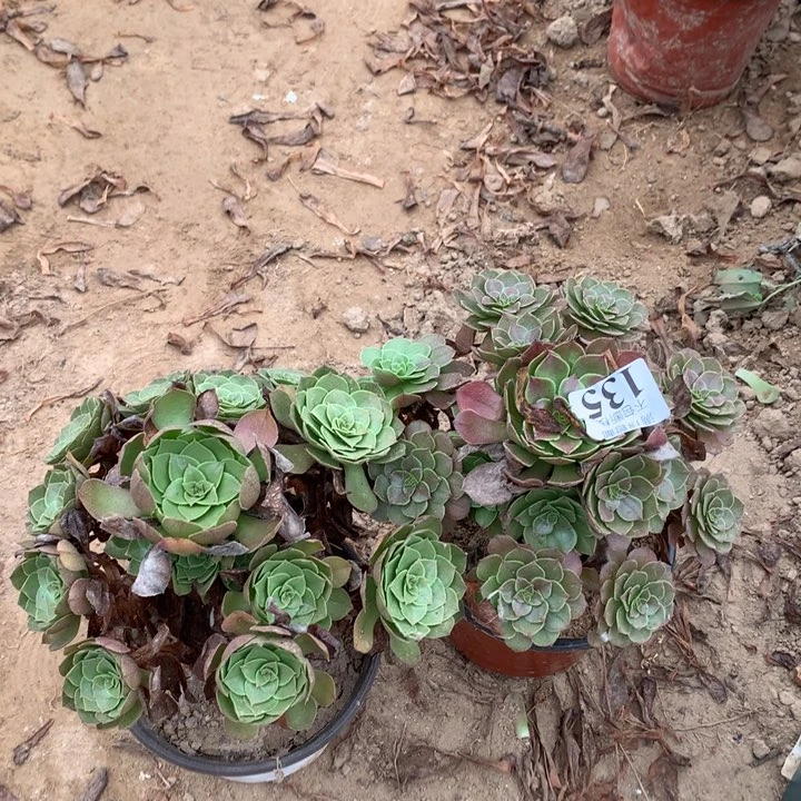 135沙拉碗➕万圣同1hao