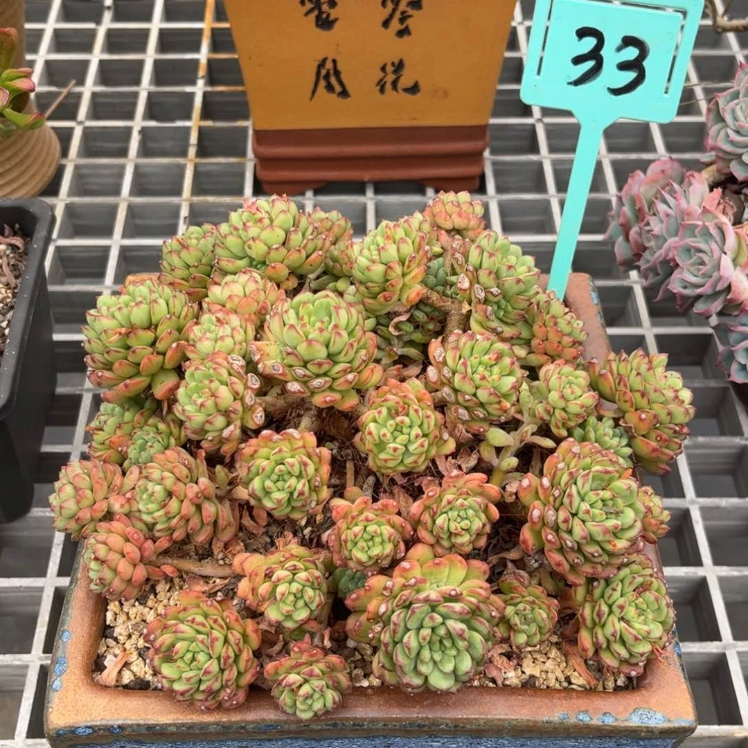 4号小雨多肉苹果花