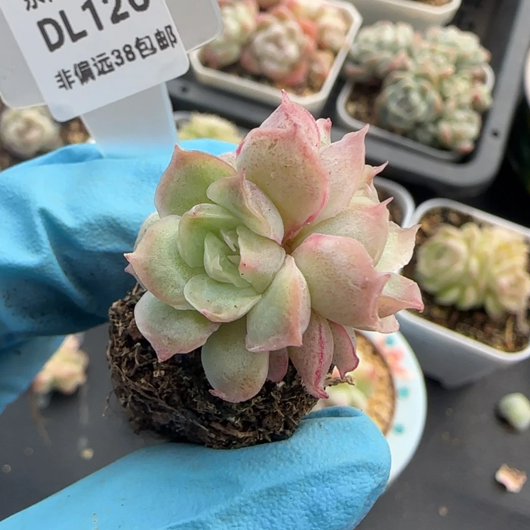 126东篱下多肉植物盆栽