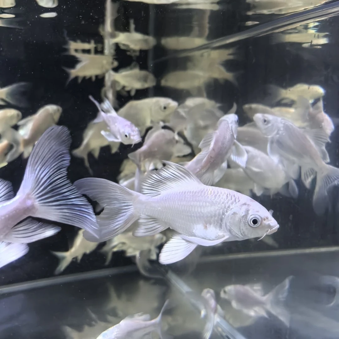 纯种台湾贵妃蝴蝶鲤短身球体观赏鱼冷水鱼鱼苗好养包活锦鲤招财