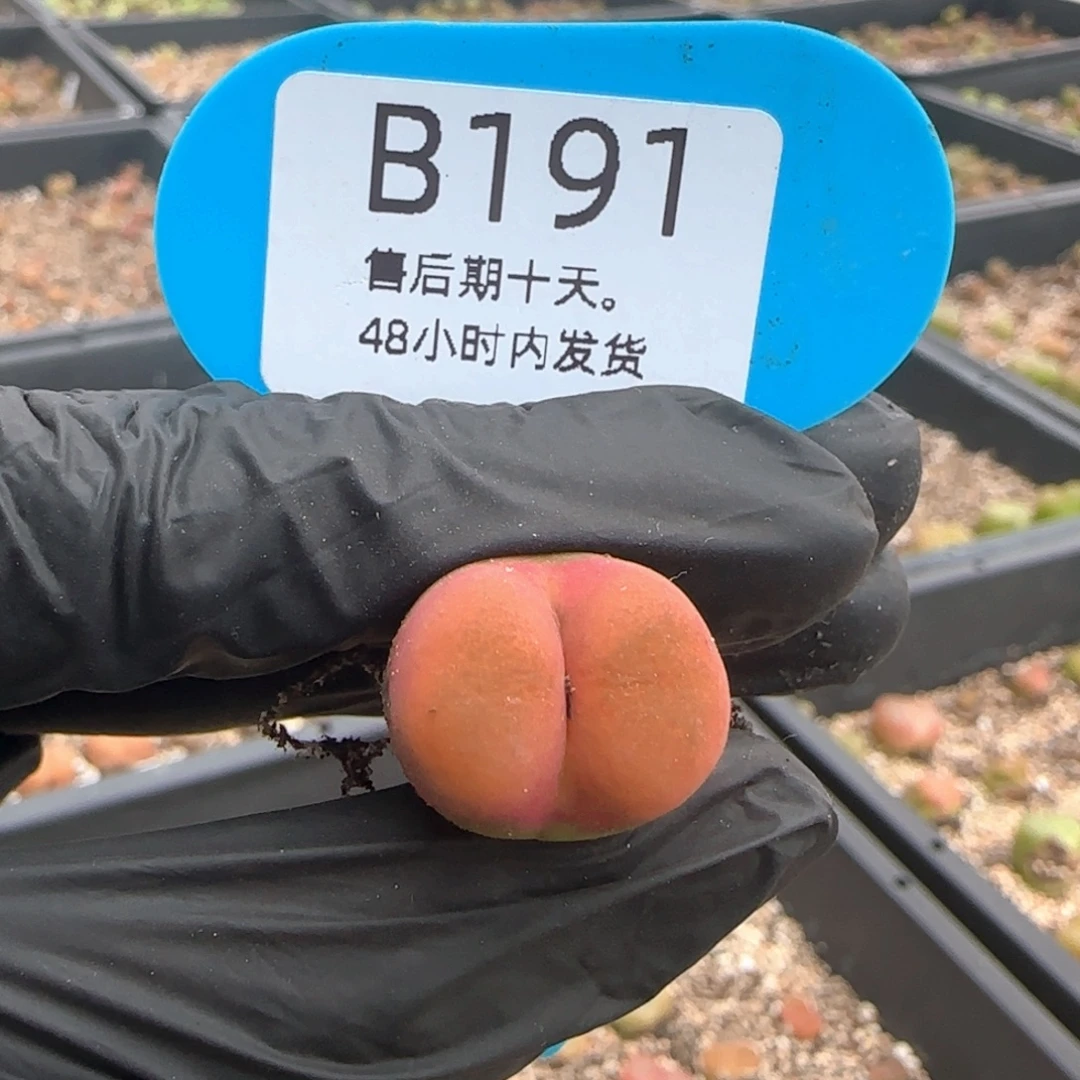 安***甜福利。 191。
