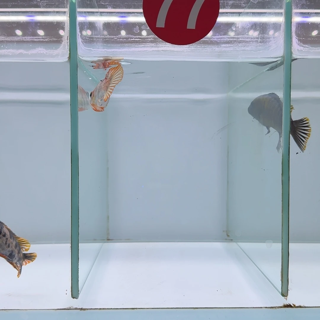 慈鲷三湖慈鲷人工野生专场