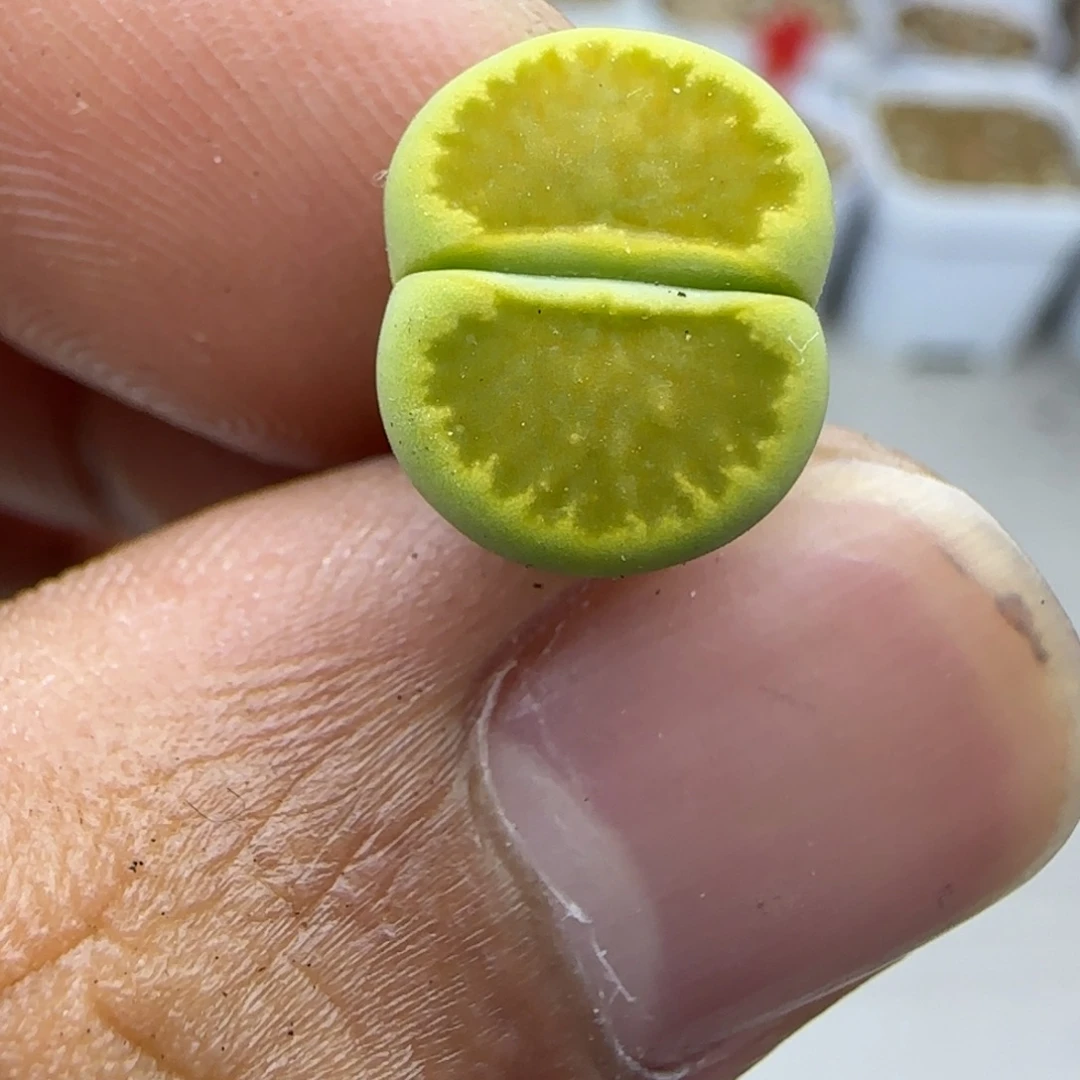 173 生石花大棚直播