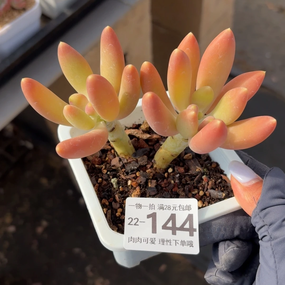 金蝉无盆土发货无