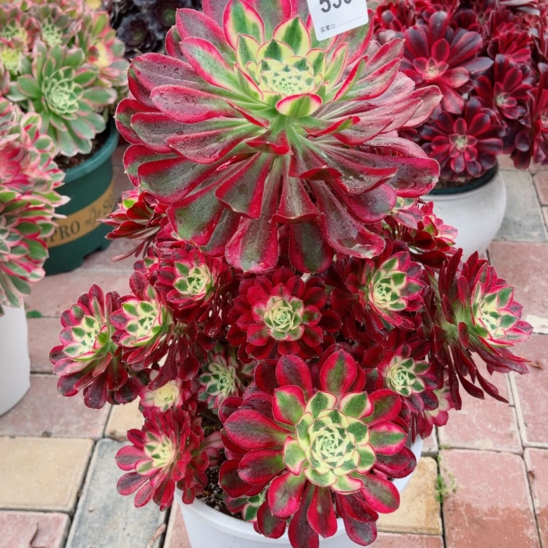 530冰淇淋法师多肉