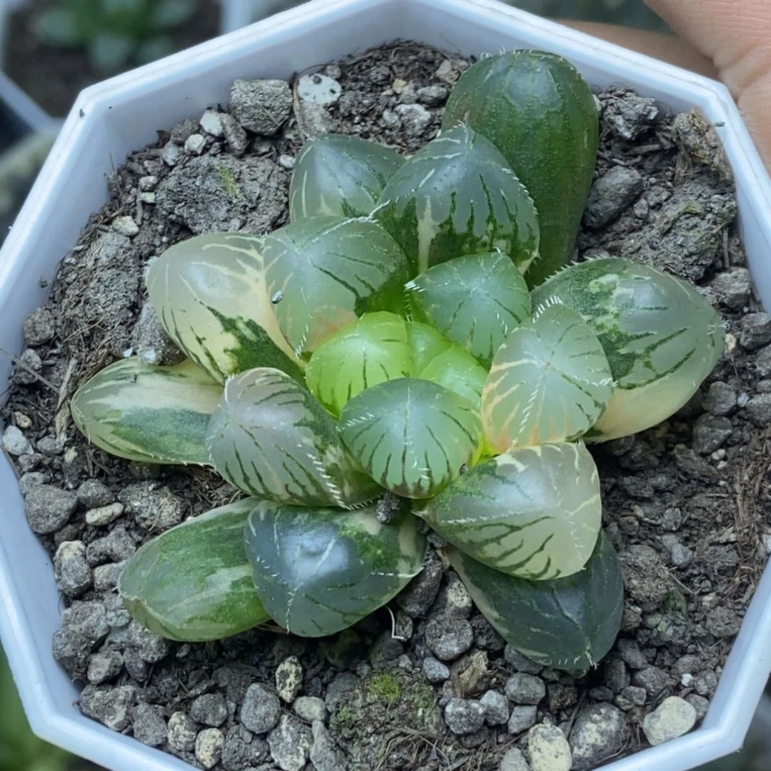 特大蓝镜玉露锦一物一拍