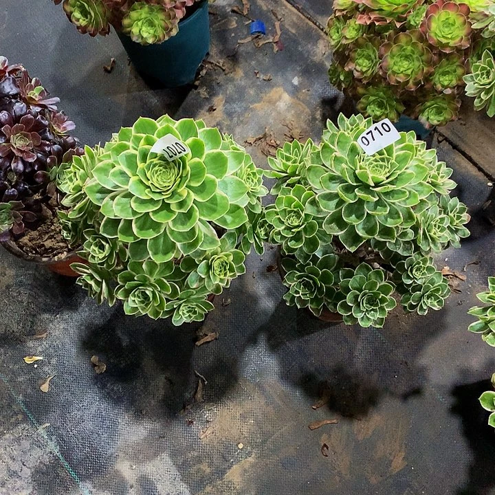 如*多肉绿玫瑰7077100