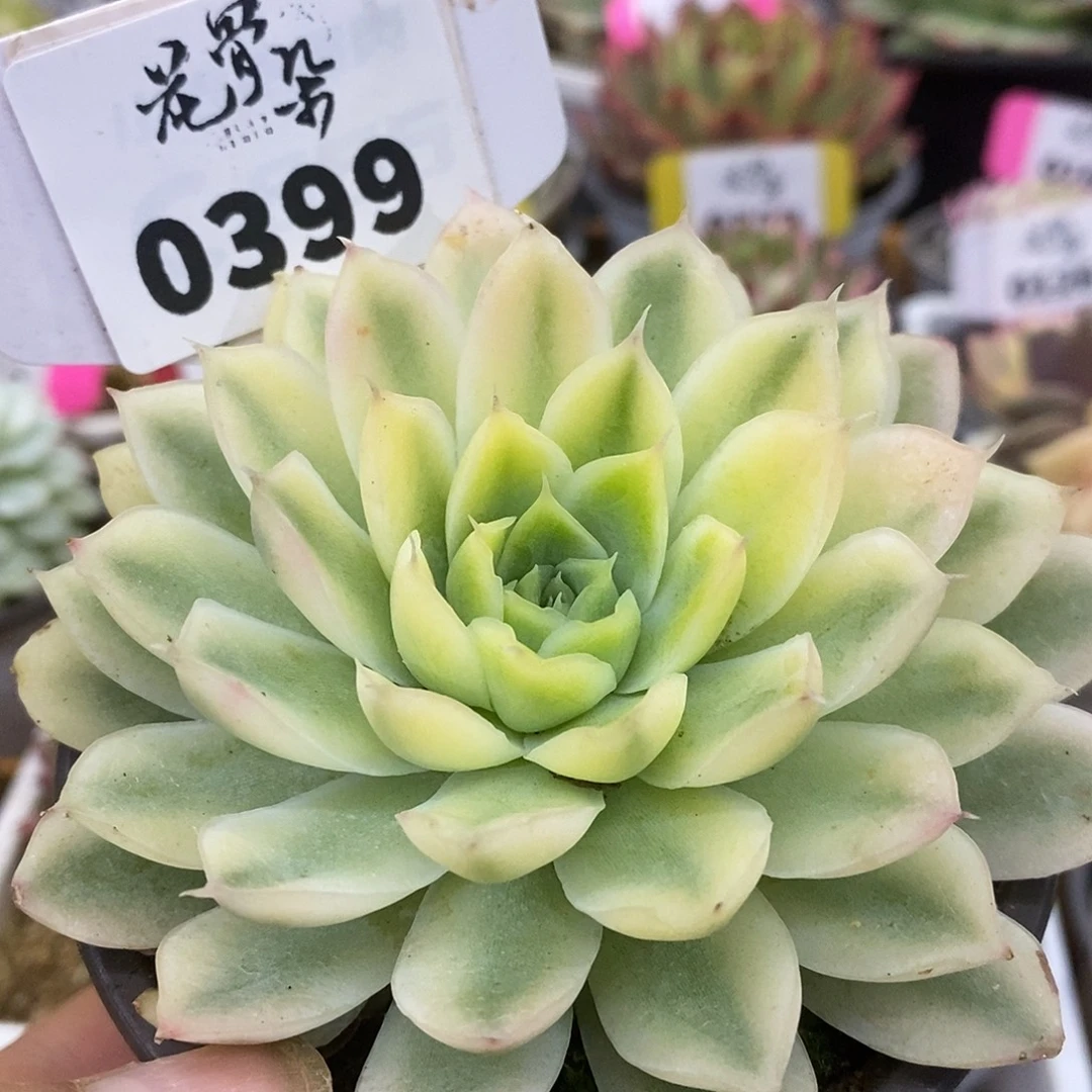 399蓝丝绒杂哈哈哈哈