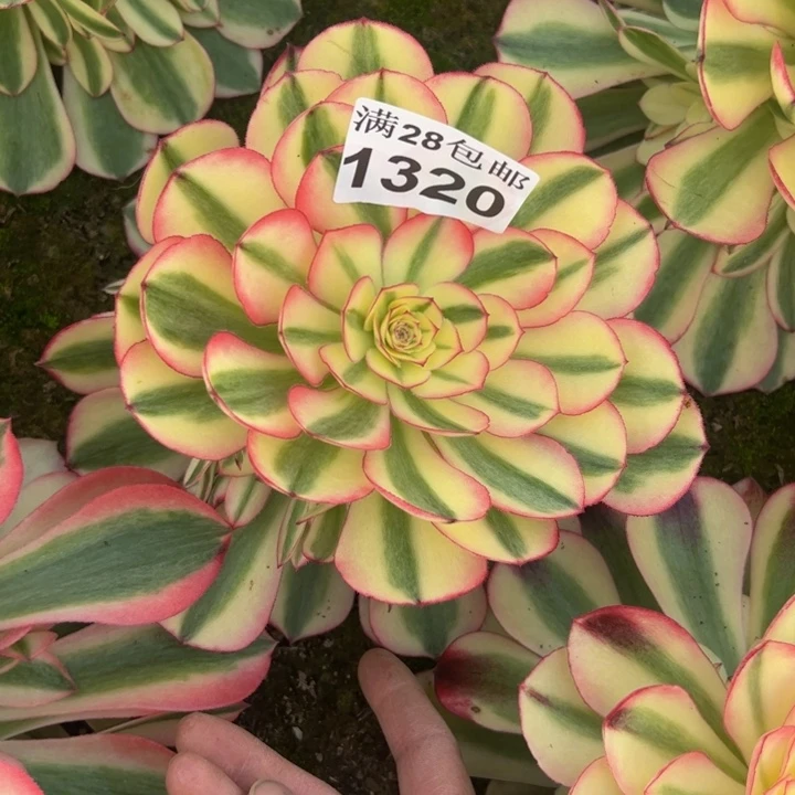 1320南荔枝多肉植物