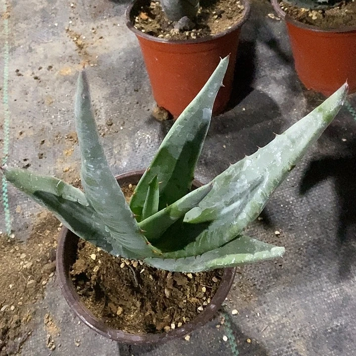 完美主义者勿拍岩芦荟