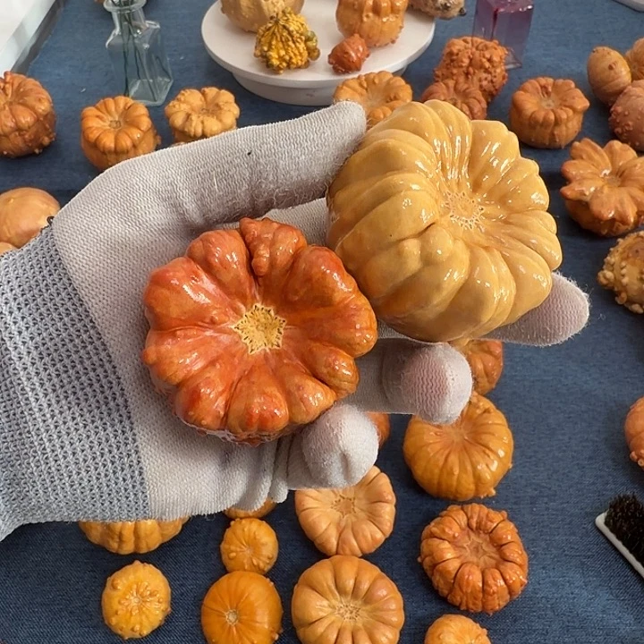 狗****墨西哥七彩疙瘩葫芦瑕疵不退货