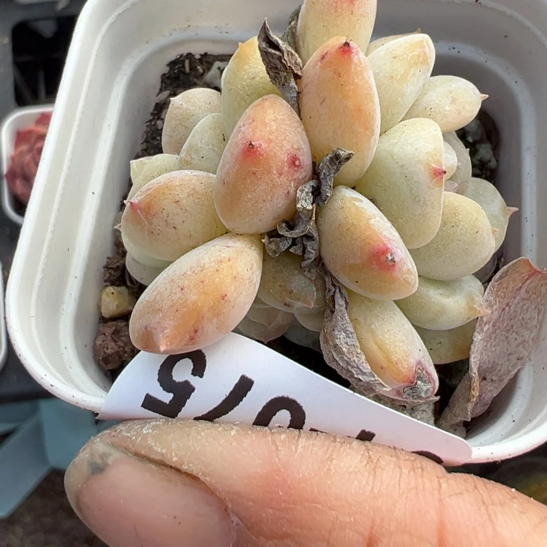 小卡拉米糖心一物一拍4-75