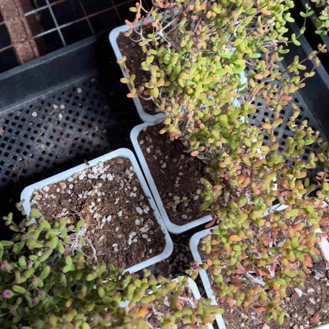 骚粉糖球130盆老桩福利