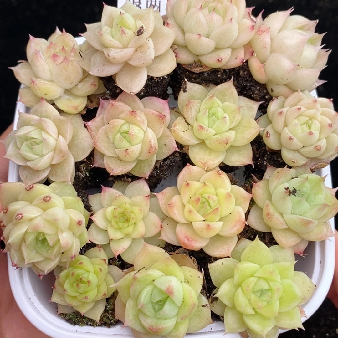 2-3  除新疆西藏内蒙一单包邮 尺寸 2到3厘米