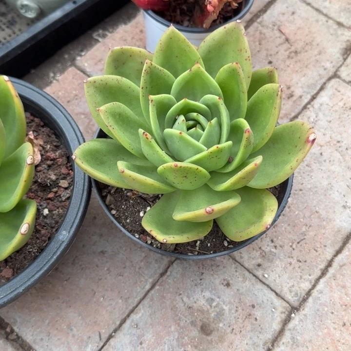 翠花。