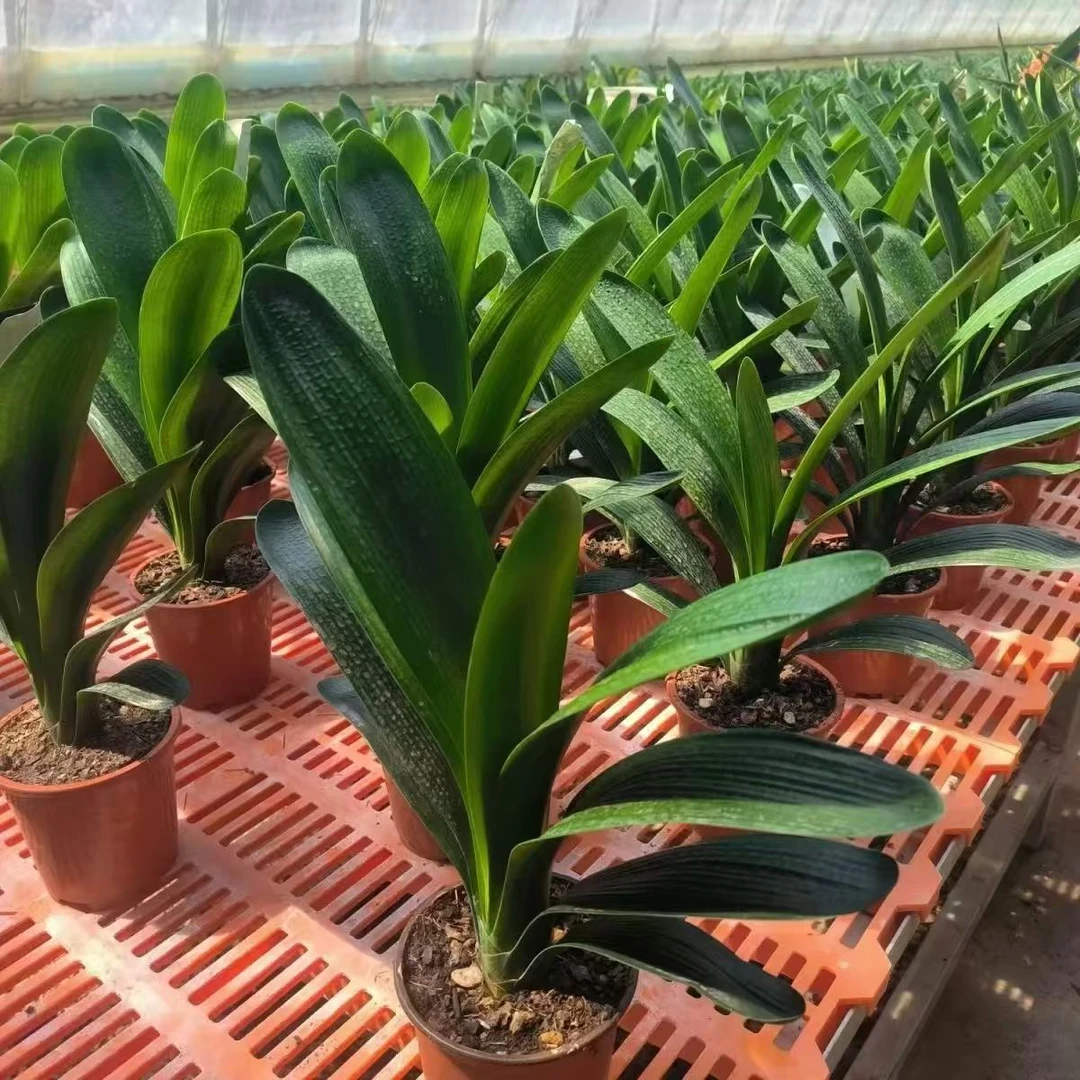 【当年开花】5-8片叶君子兰绿植盆栽室内花卉好养客厅阳台四季常青