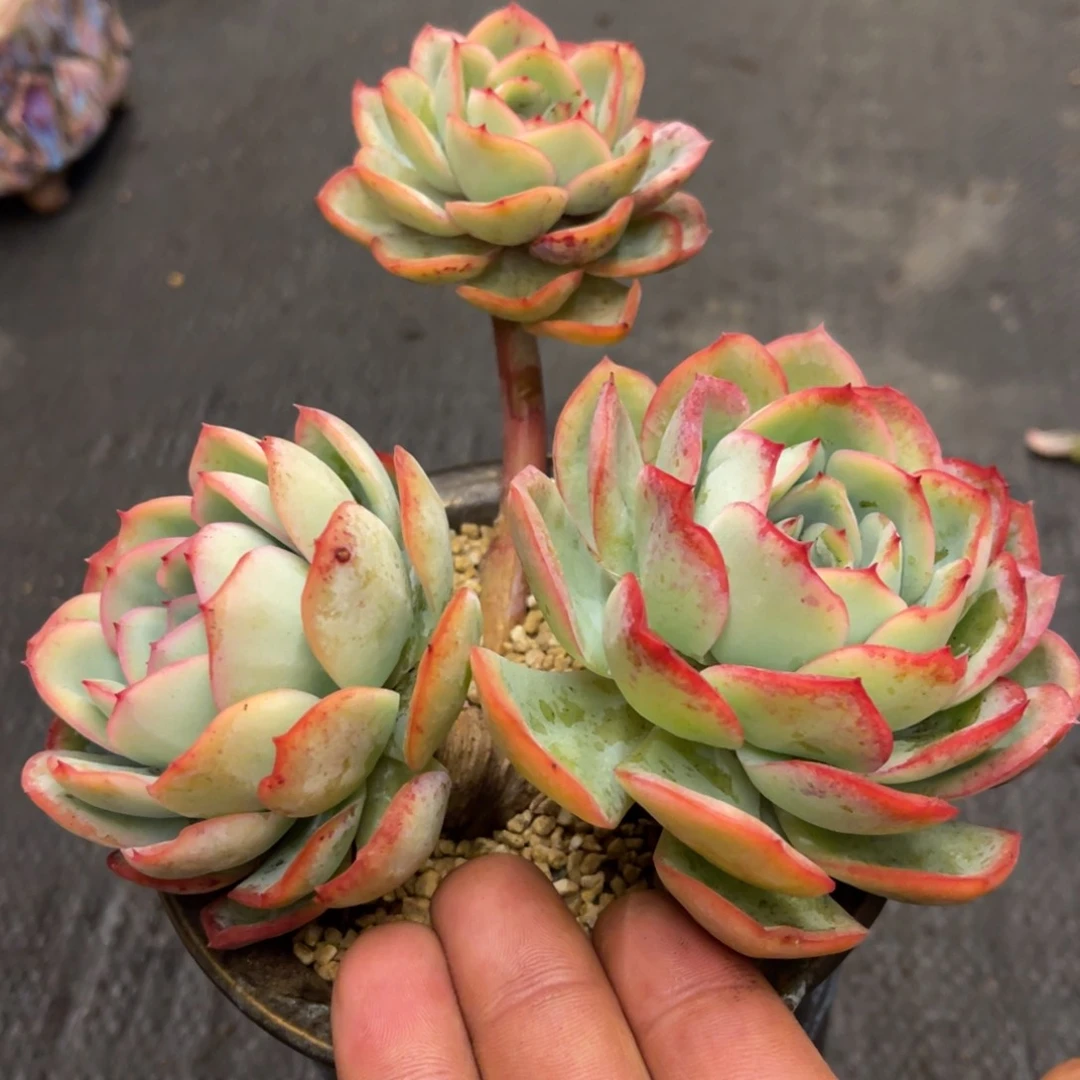 ღ****3737373538353553