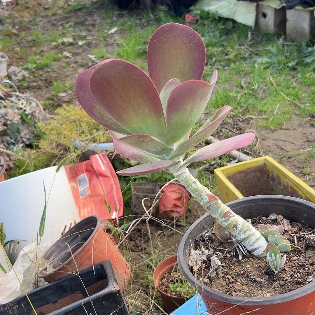 多肉植物老庄唐寅