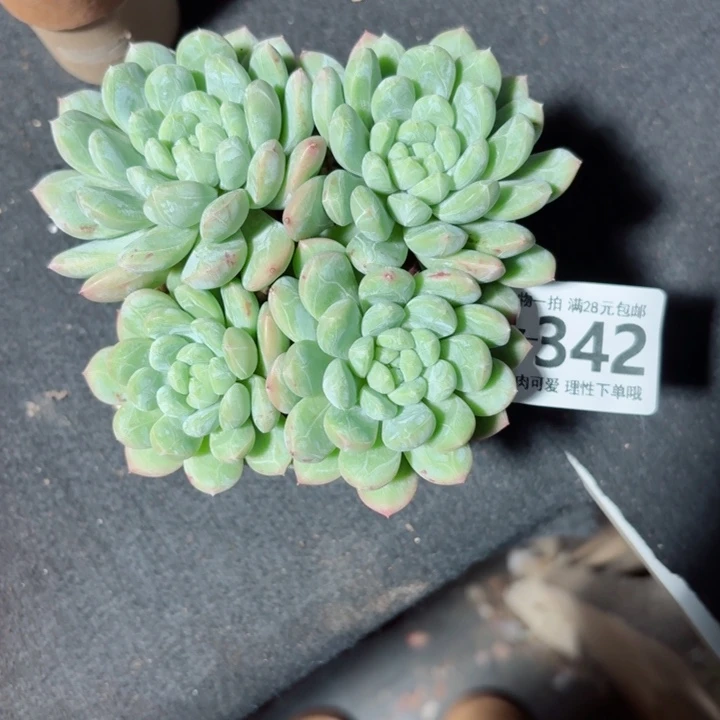 百达翡翠多肉无盆土发货