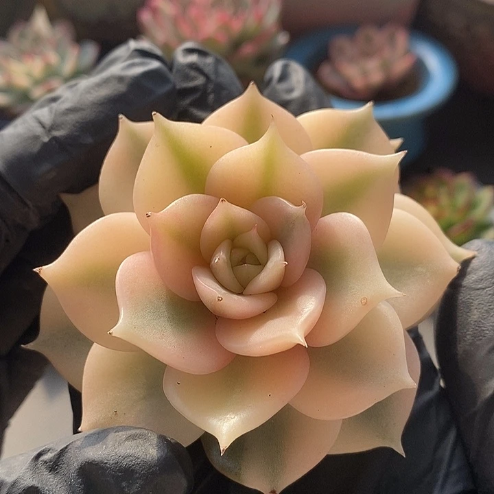 贝加尔湖锦9厘米多肉