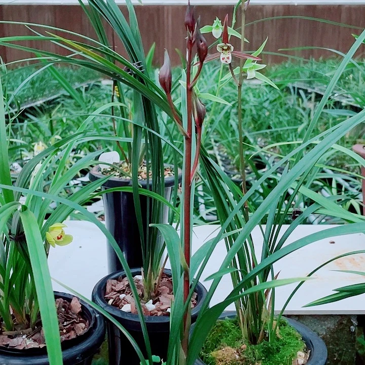 用***4无花朵一物一漂亮