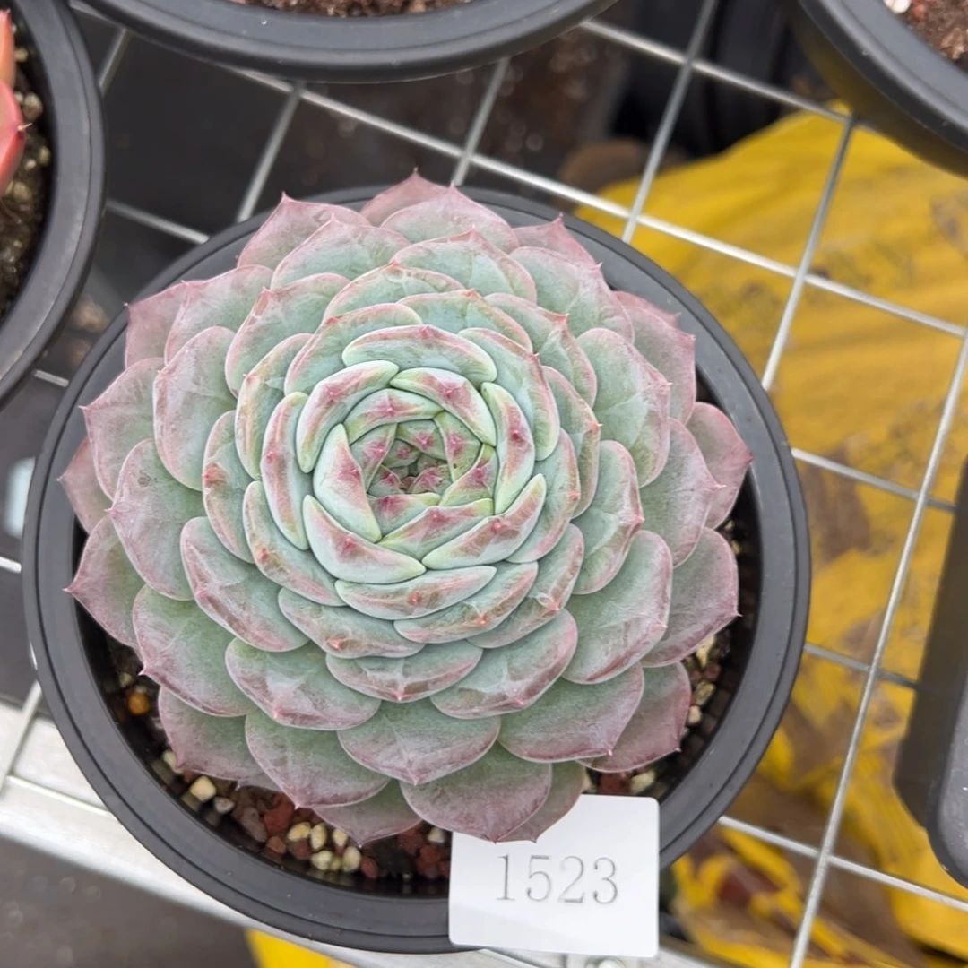 信*?1523r r r r r r r